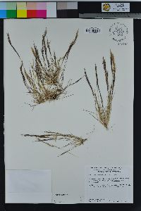 Aristida adscensionis image