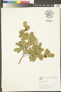 Quercus berberidifolia image