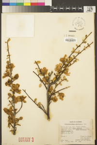 Fremontodendron californicum image