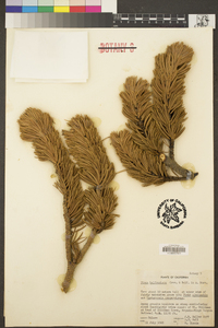 Pinus balfouriana image