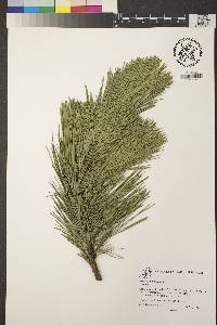 Pinus radiata image