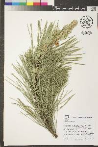 Pinus radiata image