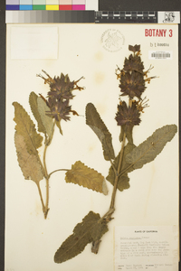 Salvia spathacea image