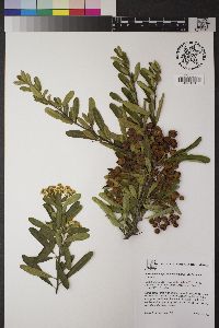 Pyracantha angustifolia image