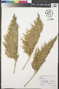 Phragmites australis image