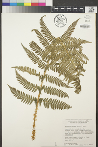 Dryopteris arguta image