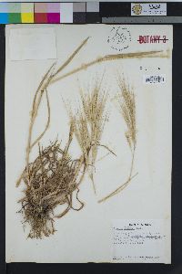 Bromus diandrus image