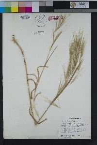 Bromus diandrus image