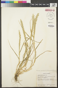 Festuca perennis image