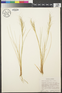 Stipa speciosa image