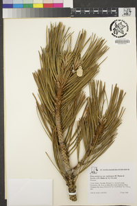 Pinus ponderosa var. washoensis image