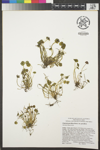 Claytonia parviflora image