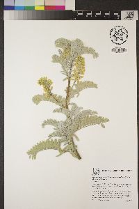Astragalus pycnostachyus var. lanosissimus image