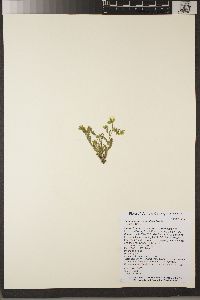 Emmenanthe penduliflora image