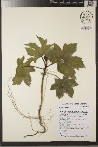 Ricinus communis image