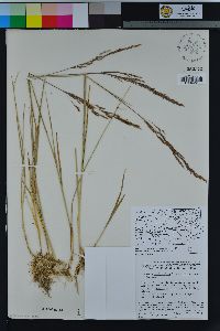 Agrostis stolonifera image