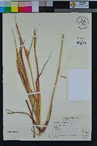 Bothriochloa barbinodis image