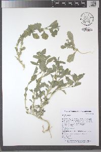 Atriplex rosea image