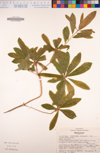 Rhododendron occidentale image