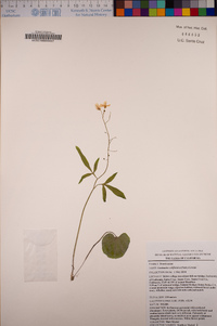 Cardamine californica image