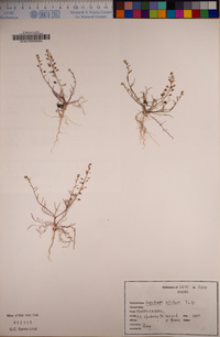 Lepidium nitidum image