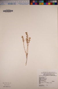 Lepidium nitidum image