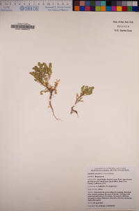 Lepidium strictum image