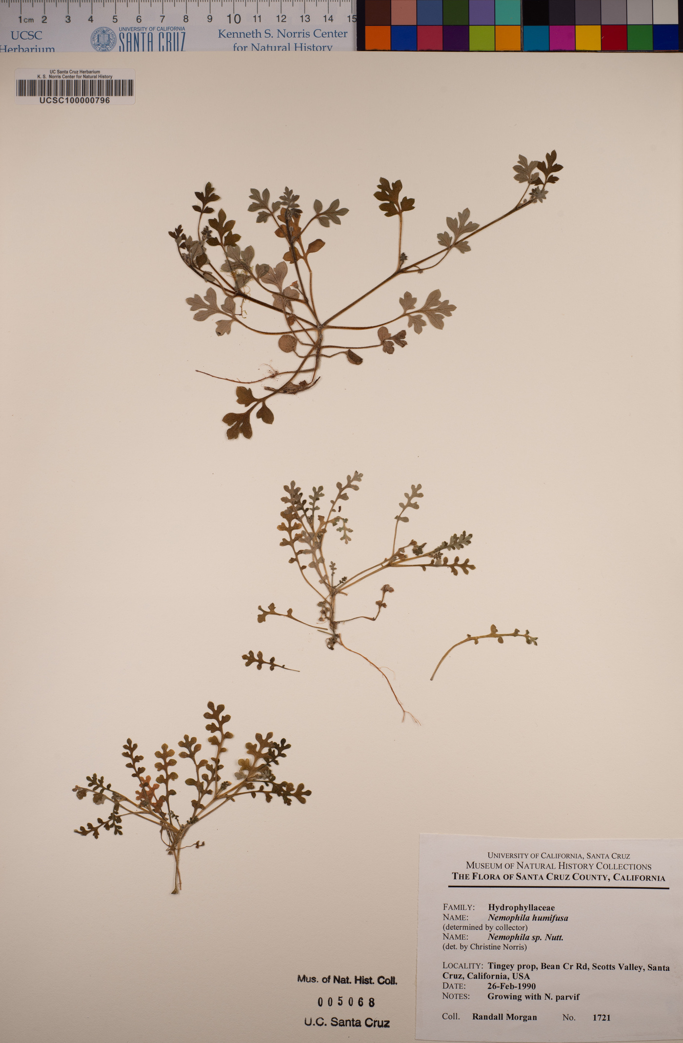 Nemophila pedunculata fo. humifusa image