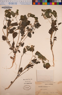 Phacelia rattanii image