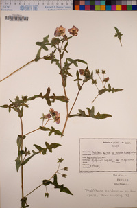 Pholistoma auritum var. auritum image