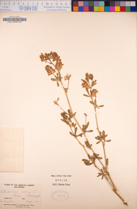 Medicago sativa image