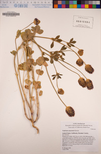 Trifolium amoenum image