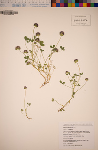 Trifolium barbigerum image