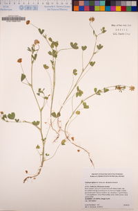 Trifolium bifidum image