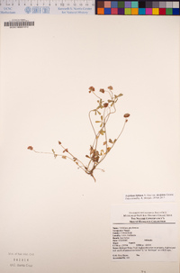 Trifolium bifidum image