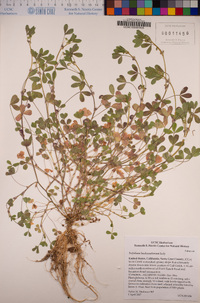 Trifolium buckwestiorum image