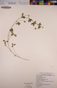 Trifolium buckwestiorum image