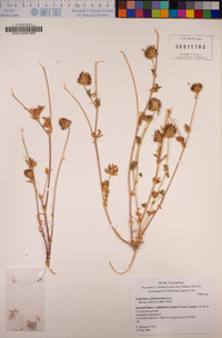 Trifolium dichotomum image