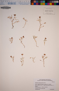 Trifolium depauperatum image