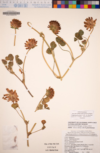 Trifolium fucatum image