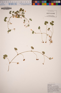 Trifolium subterraneum image