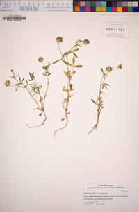 Trifolium willdenovii image