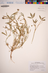 Trifolium willdenovii image