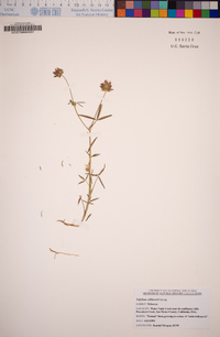 Trifolium willdenovii image