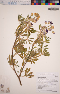 Lupinus arboreus image