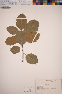 Quercus agrifolia image