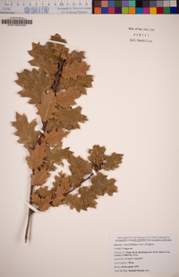 Quercus X chasei image