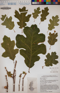 Quercus rubra image