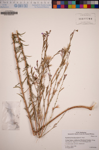 Epilobium brachycarpum image