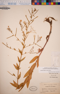 Epilobium ciliatum image